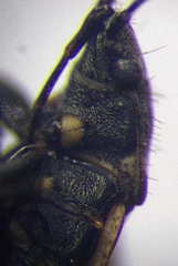 Sphragisticus nebulosus