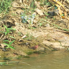 Lagonosticta senegala