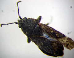 Sphragisticus nebulosus