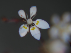 Micranthes clusii lepismigena