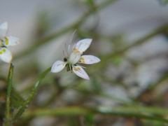 Micranthes clusii lepismigena