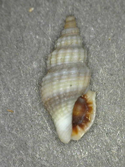 Clathurella canfieldi