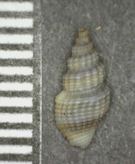 Clathurella canfieldi