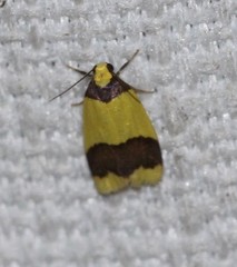 Heterallactis microchrysa