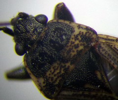 Sphragisticus nebulosus