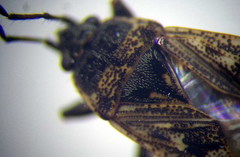 Sphragisticus nebulosus