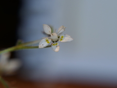 Micranthes clusii lepismigena