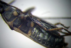 Sphragisticus nebulosus