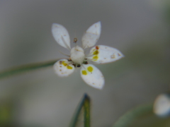 Micranthes clusii lepismigena