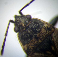 Sphragisticus nebulosus