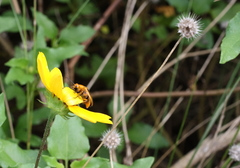 Nemognatha punctulata