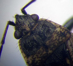 Sphragisticus nebulosus