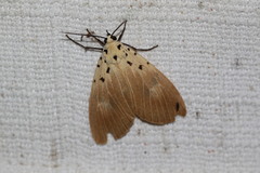 Asota iodamia