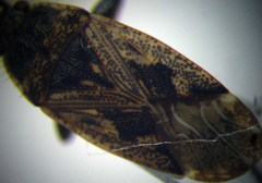 Sphragisticus nebulosus