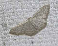 Idaea eretmopus