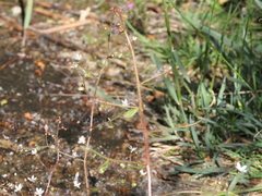 Micranthes clusii lepismigena