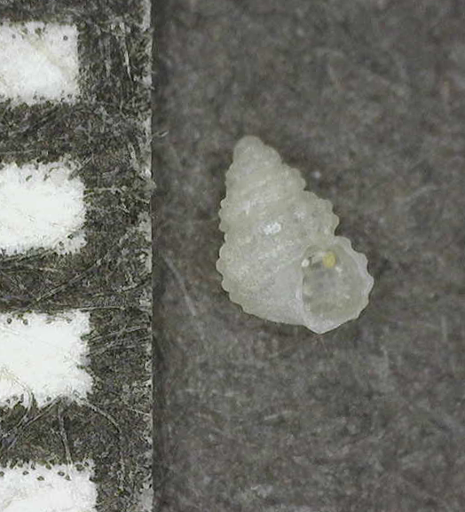 Pickworthiidae