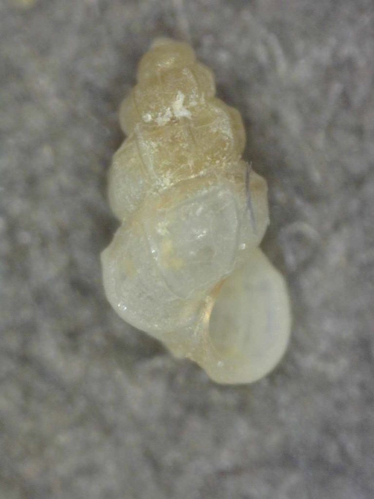 Parashiela