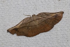 Xenomusa metallica