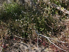 Micranthes clusii lepismigena