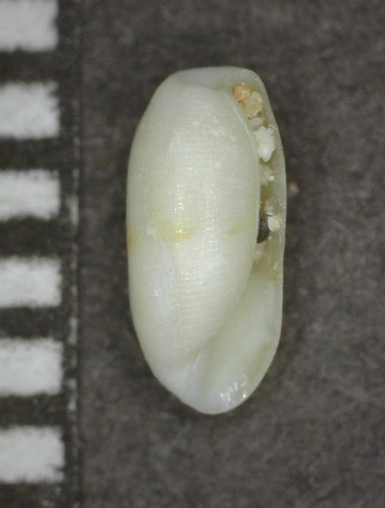 Mnestiidae