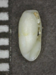 Mnestia girardi