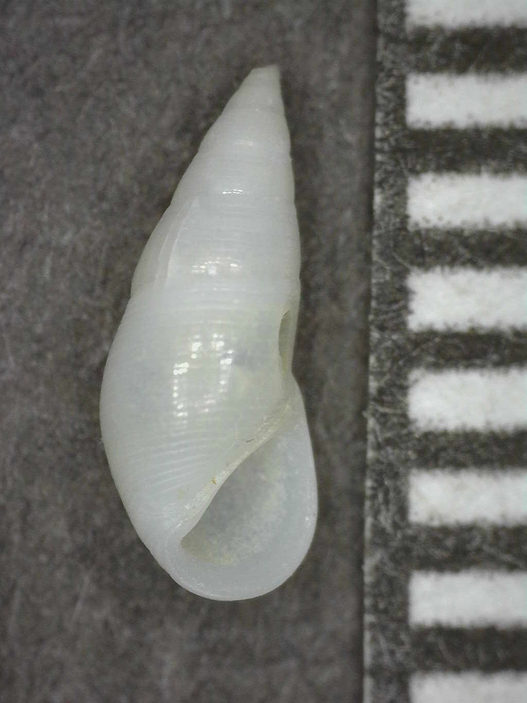 Sulcorissoina