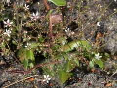 Micranthes clusii lepismigena