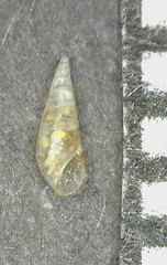 Melanella acanthyllis