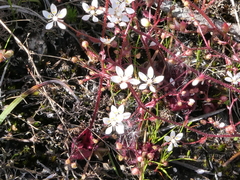 Micranthes clusii lepismigena