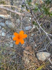 Zinnia juniperifolia