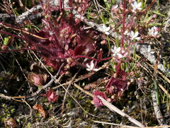 Micranthes clusii lepismigena