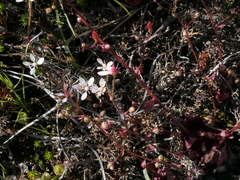 Micranthes clusii lepismigena