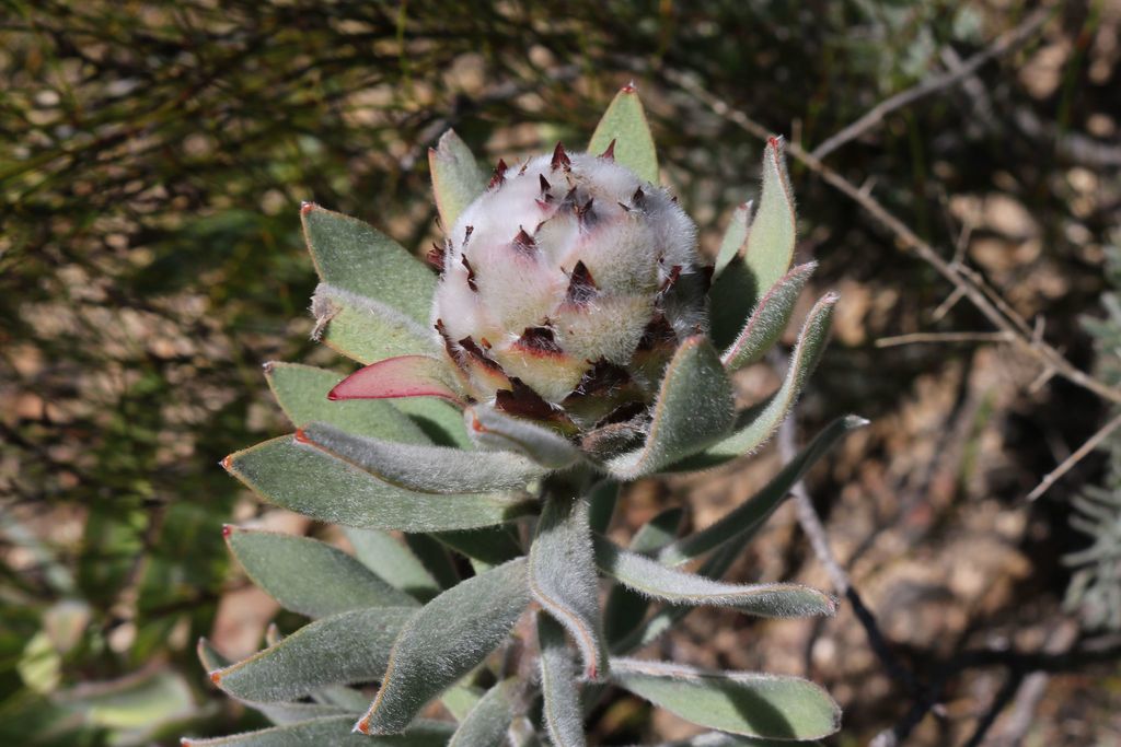 Leucadendron daphnoides × rubrum