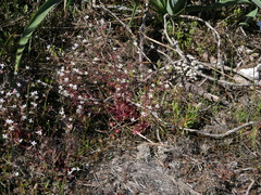 Micranthes clusii lepismigena