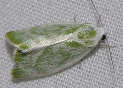 Earias albovenosana