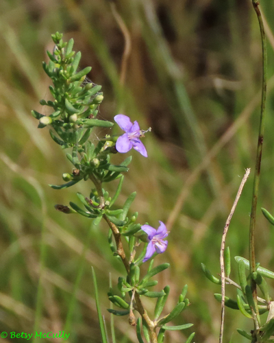 Lycium carolinianum