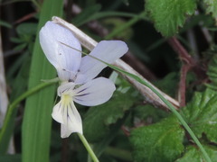 Viola etrusca