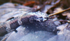 Calliophis intestinalis