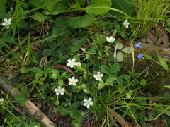 Potentilla montana