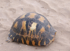 Astrochelys radiata