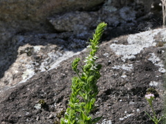 Anarrhinum duriminium
