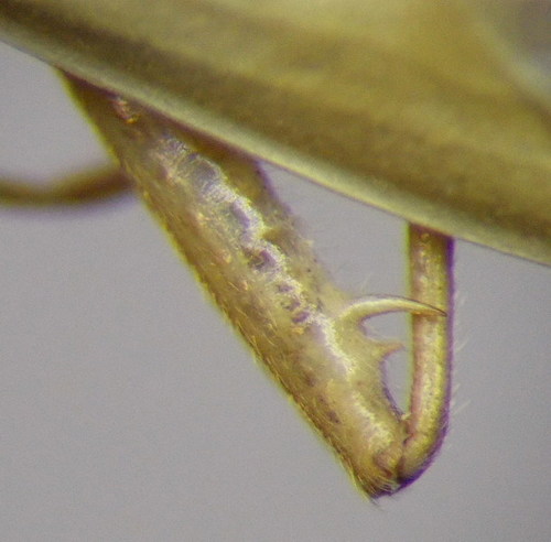 Two-spined Grass Bug photo 3