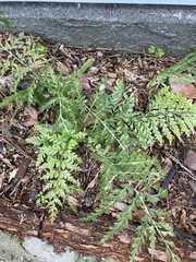 Asplenium × lucrosum
