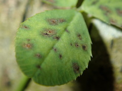 Pseudopeziza medicaginis