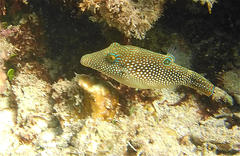 Canthigaster margaritata