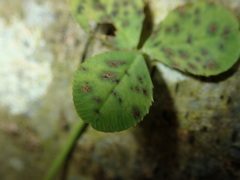 Pseudopeziza medicaginis