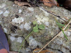 Pseudopeziza medicaginis