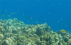 Pycnochromis dimidiatus