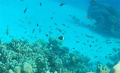 Pycnochromis dimidiatus